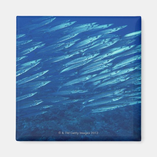 Fischschule 11 magnet (Vorne)