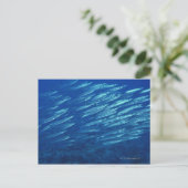 Fischschule 11 postkarte (Stehend Vorderseite)