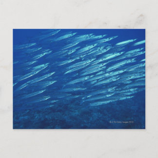 Fischschule 11 postkarte