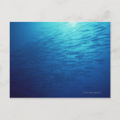 Fischschule 12 postkarte (Vorderseite)