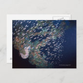 Fischschule 13 postkarte (Vorne/Hinten)