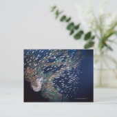 Fischschule 13 postkarte (Stehend Vorderseite)