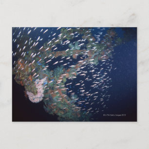 Fischschule 13 postkarte