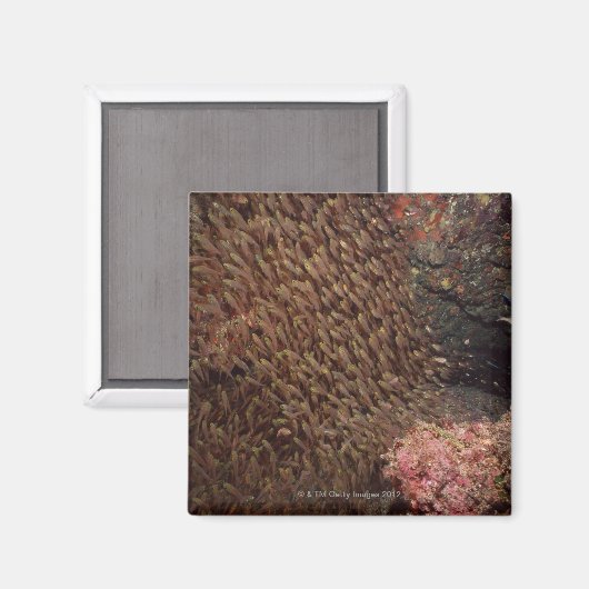 Fischschule 2 magnet (Vorderseite/Rückseite)