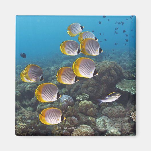 Fischschule 2 magnet (Vorne)