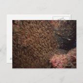 Fischschule 2 postkarte (Vorne/Hinten)