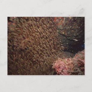 Fischschule 2 postkarte