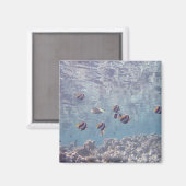 Fischschule 3 magnet (Vorderseite/Rückseite)