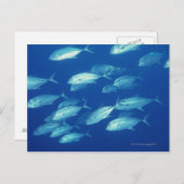 Fischschule 4 postkarte (Vorne/Hinten)