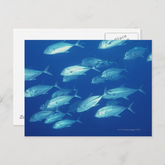 Fischschule 4 postkarte (Vorne/Hinten)