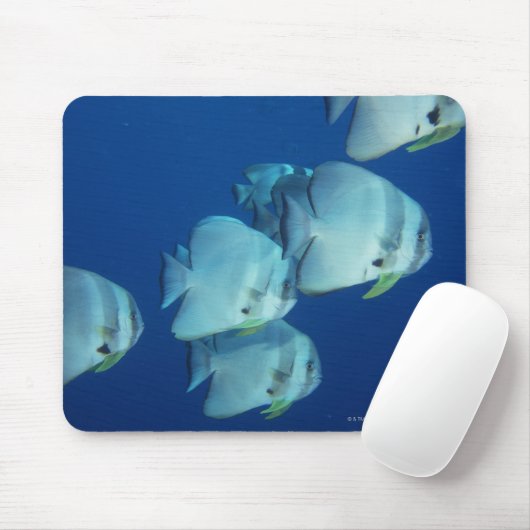 Fischschule 5 mousepad (Mit Mouse)