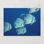 Fischschule 5 postkarte (Vorderseite)