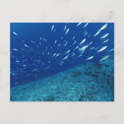 Fischschule 6 postkarte (Vorderseite)