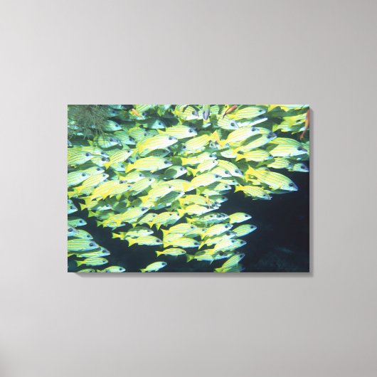 Fischschule 7 leinwanddruck (Vorderseite)