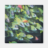 Fischschule 7 magnet (Vorne)