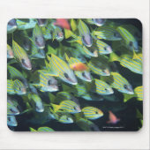 Fischschule 7 mousepad (Vorne)