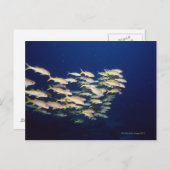 Fischschule 8 postkarte (Vorne/Hinten)