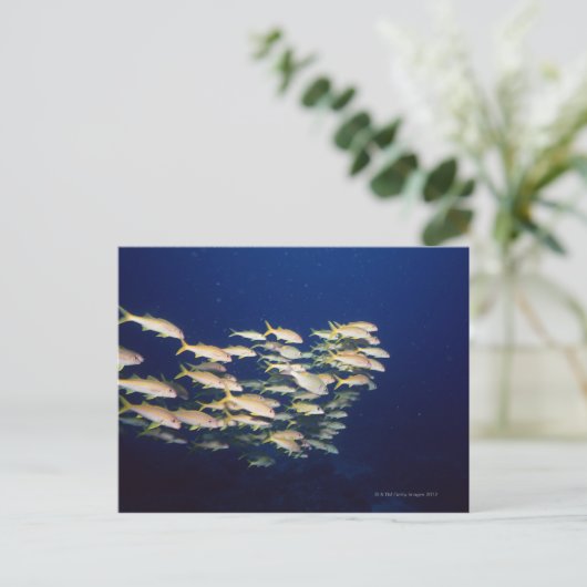 Fischschule 8 postkarte (Stehend Vorderseite)