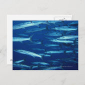 Fischschule 9 postkarte (Vorne/Hinten)