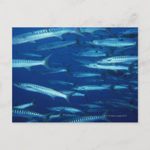 Fischschule 9 postkarte