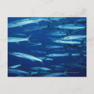 Fischschule 9 postkarte