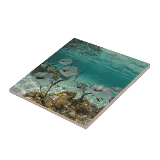 Fischschule Fliese (Seite)