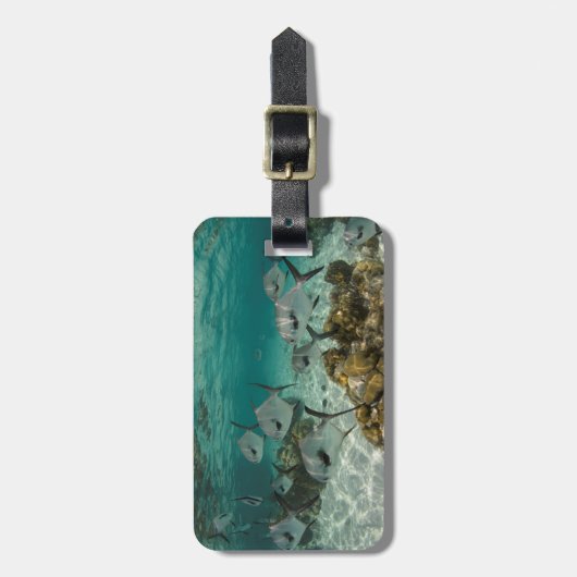 Fischschule Gepäckanhänger (Vorderseite vertikal)