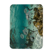 Fischschule Magnet (Vertikal)