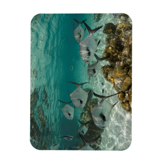 Fischschule Magnet (Vertikal)