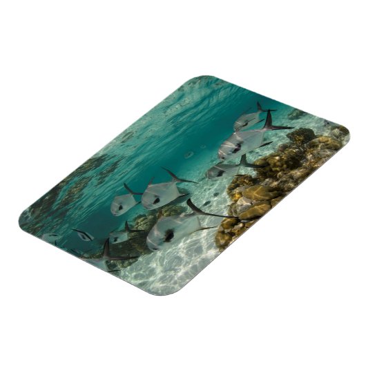 Fischschule Magnet (Linke Seite)