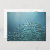 Fischschule, Nassau, Bahamas Postkarte (Vorne/Hinten)