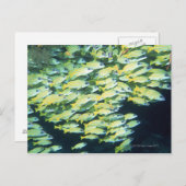 Fischschule Postkarte (Vorne/Hinten)