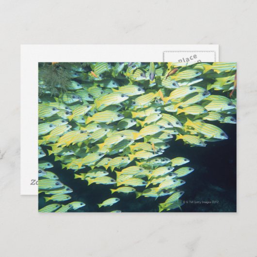 Fischschule Postkarte (Vorne/Hinten)