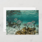 Fischschule Postkarte (Vorne/Hinten)