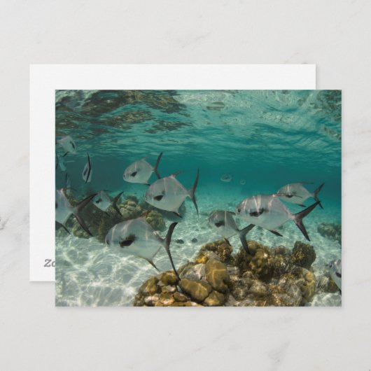 Fischschule Postkarte (Vorne/Hinten)