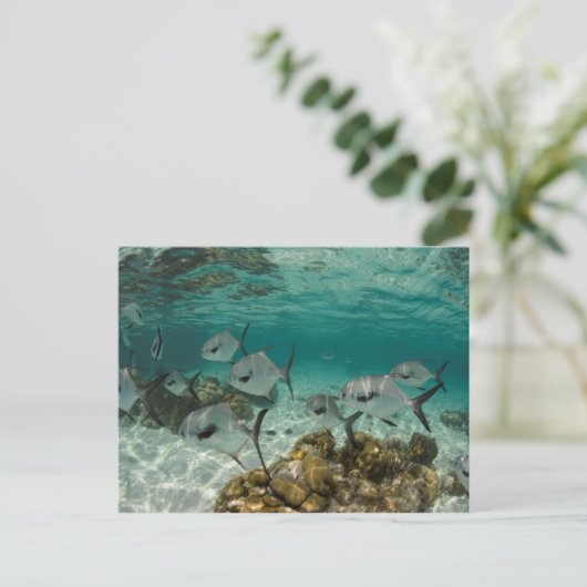 Fischschule Postkarte (Stehend Vorderseite)