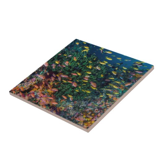 Fischschulen im Riff Fliese (Seite)