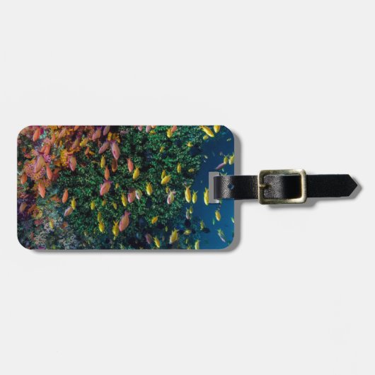 Fischschulen im Riff Gepäckanhänger (Vorderseite horizontal)