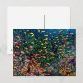 Fischschulen im Riff Postkarte (Vorne/Hinten)