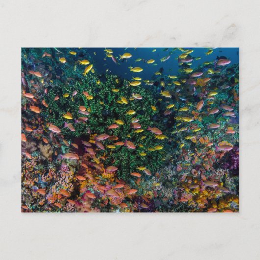 Fischschulen im Riff Postkarte (Vorderseite)