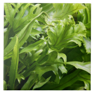 Fischschwanz-Farn-Fliese Fliese