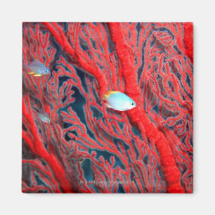 Fischschwimmen in der Koralle Magnet