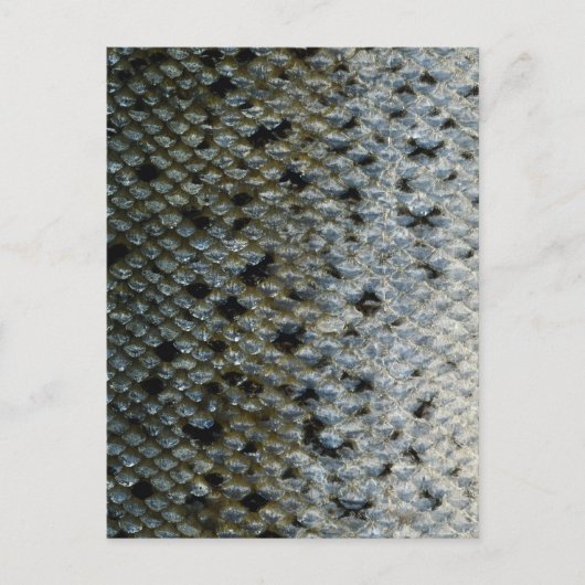 Fischskala 2 postkarte (Vorderseite)