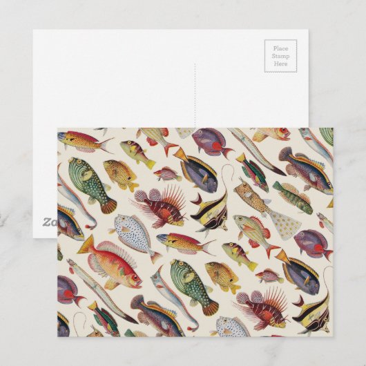 Fischsorten Postkarte (Vorne/Hinten)