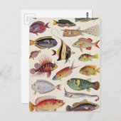 Fischsorten Postkarte (Vorne/Hinten)