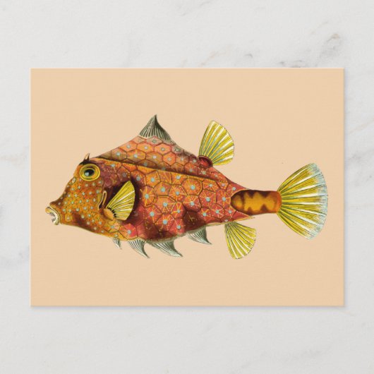 Fischverpackungskarte Postkarte (Vorderseite)