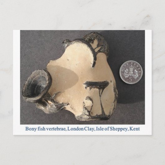 Fischwirbel Postkarte (Vorderseite)