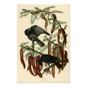 Fish Crow von John James Audubon Birds of America Fotodruck
