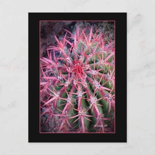 Fish Hook Postkarte (Vorderseite)