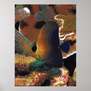 Fish in the Coral Poster